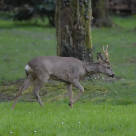 Les Du Mouliot Piscine Et Prive En Foret Proche *